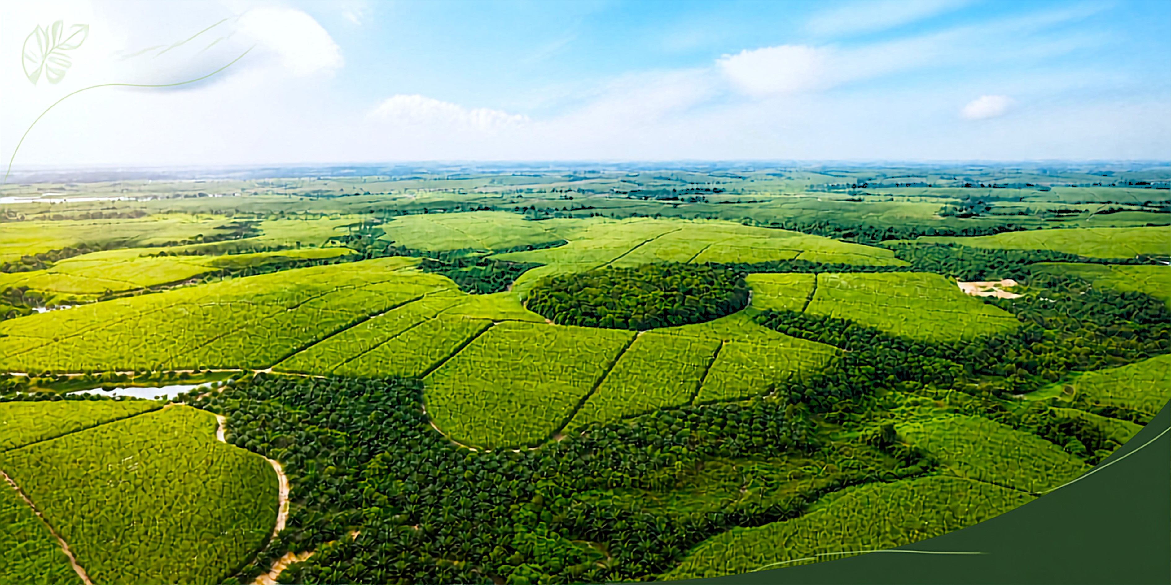 Perkebunan Kelapa Sawit